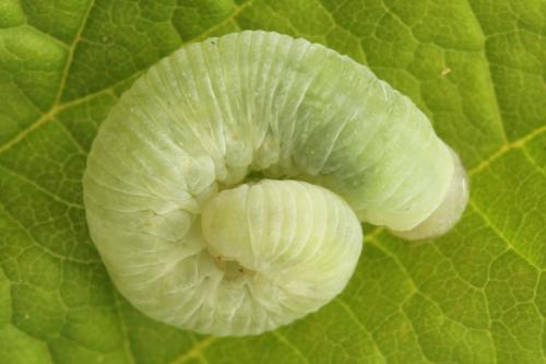 Taxonus agrorum