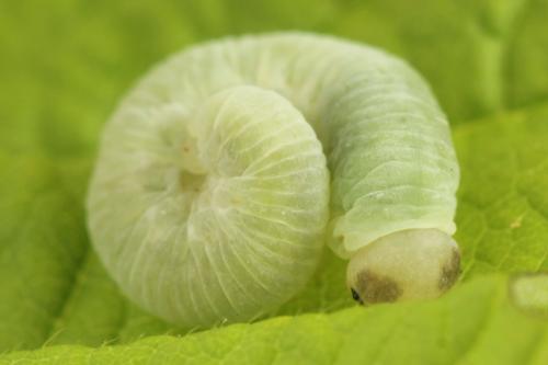 Taxonus agrorum