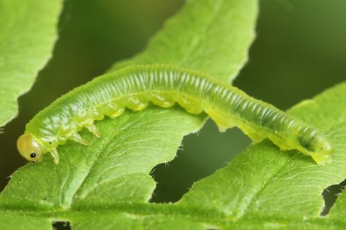 Strongylogaster filicis