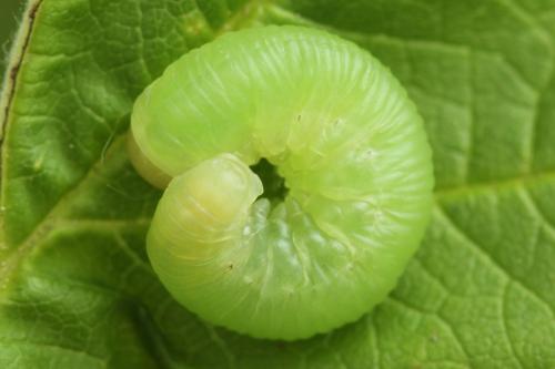 Taxonus agrorum