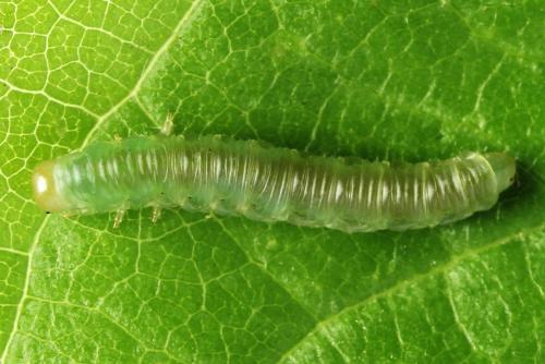 Strongylogaster filicis