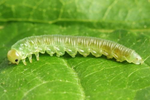 Strongylogaster filicis