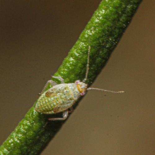 Réf. 338 617 : Compsidolon crotchi