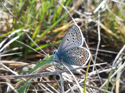 Réf. 338 230 : Polyommatus thersites
