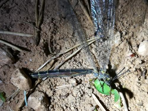 Distoleon tetragrammicus