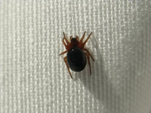 Réf. 338 014 : Hypsosinga sp.