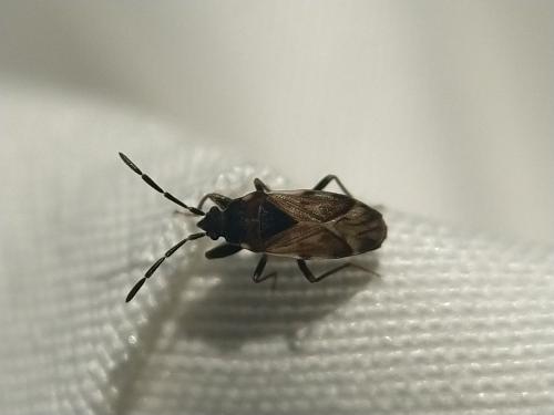 Taphropeltus contractus