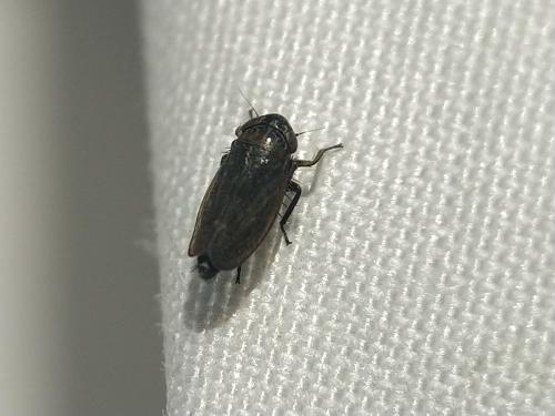 Réf. 338 496 : Deltocephalinae inconnu