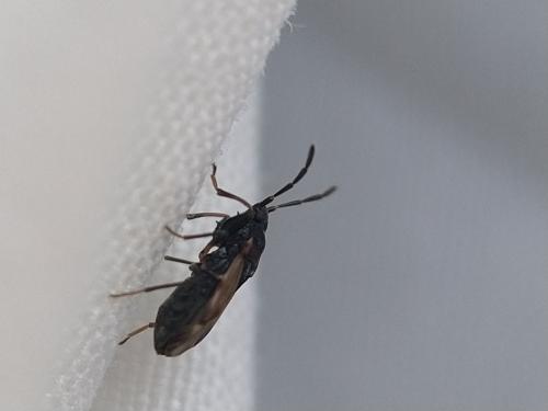 Taphropeltus contractus