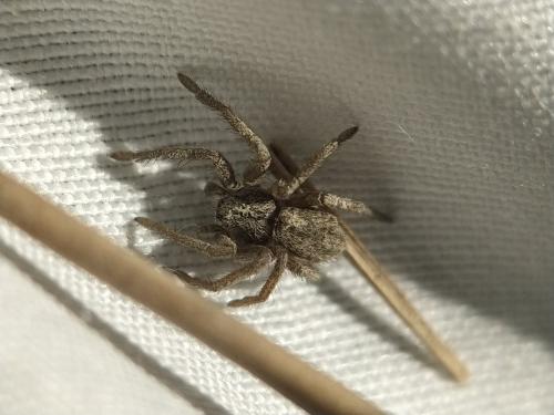 Réf. 338 535 : Thanatus striatus