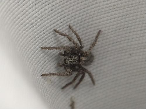 Réf. 338 536 : Thanatus striatus