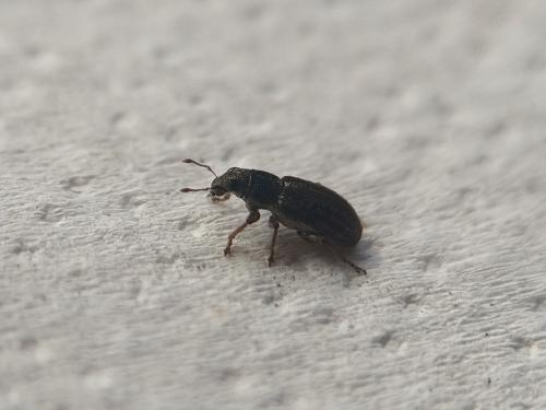 Sitona sp.