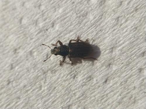 Sitona sp.