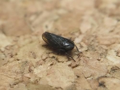 Réf. 338 549 : Deltocephalinae inconnu