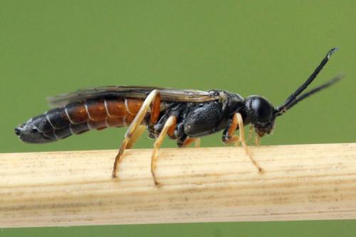 Strongylogaster filicis