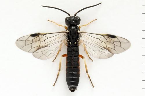 Strongylogaster filicis