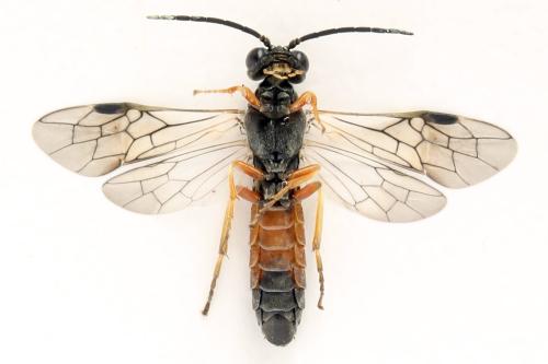 Strongylogaster filicis