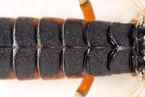 Strongylogaster filicis