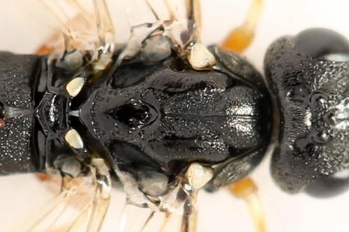 Strongylogaster filicis
