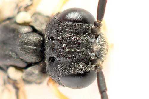 Strongylogaster filicis