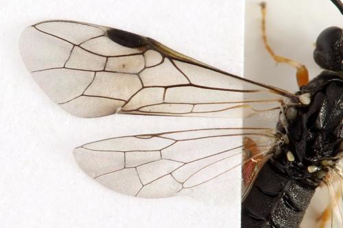 Strongylogaster filicis