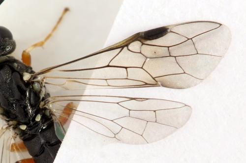 Strongylogaster filicis