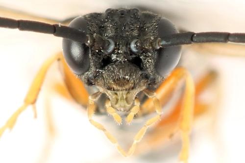 Strongylogaster filicis