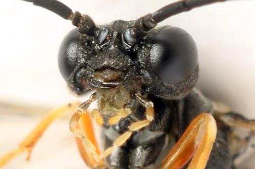 Strongylogaster filicis