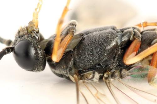 Strongylogaster filicis