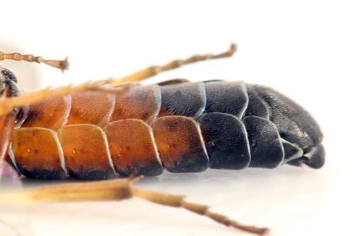 Strongylogaster filicis