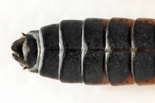 Strongylogaster filicis