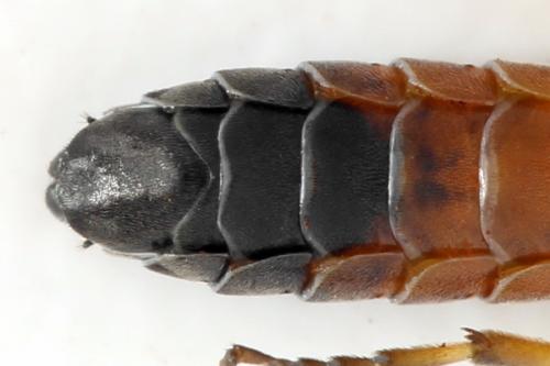 Strongylogaster filicis