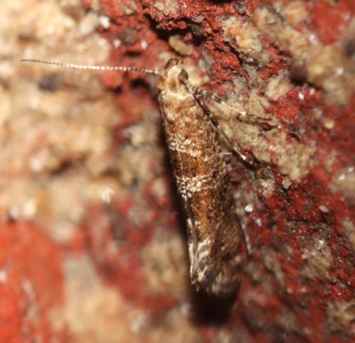 Réf. 338 562 : Digitivalva sp.