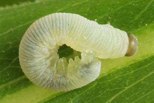 Pachyprotasis simulans