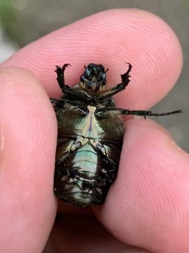 Réf. 338 469 : Potosia cuprea