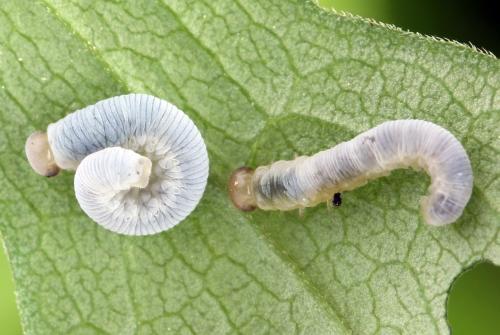 Pachyprotasis simulans