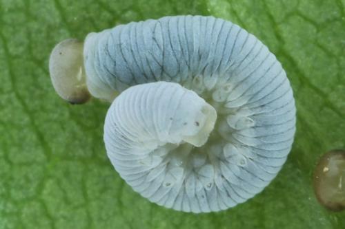 Réf. 338 258 : Pachyprotasis simulans