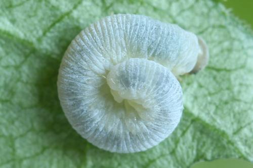 Pachyprotasis simulans