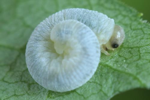 Pachyprotasis simulans