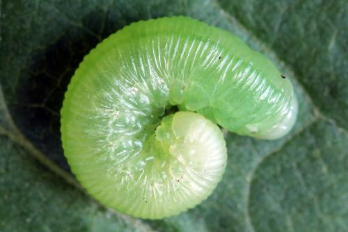 Pachyprotasis simulans