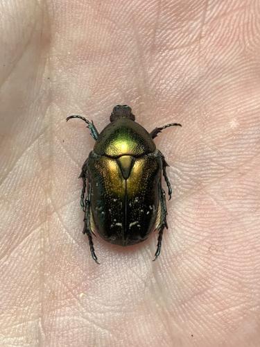 Réf. 338 453 : Potosia cuprea