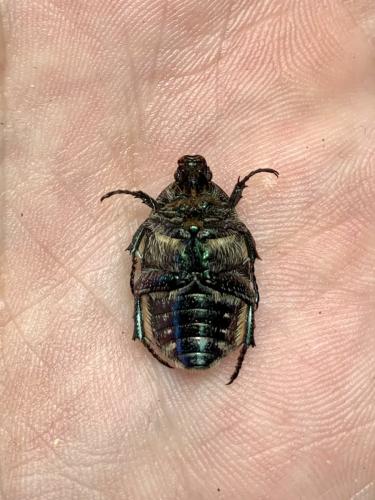 Réf. 338 454 : Potosia cuprea