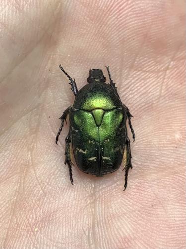 Réf. 338 452 : Potosia cuprea