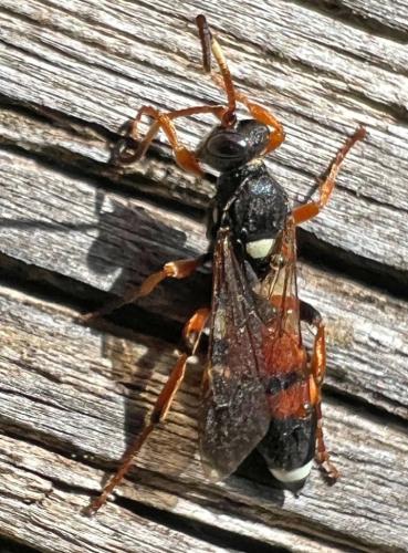 Réf. 338 552 : Ichneumon sarcitorius
