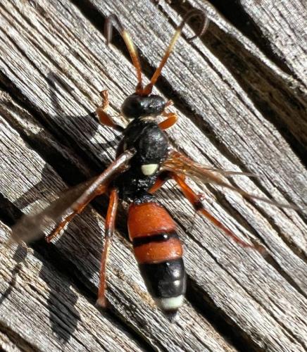 Réf. 338 551 : Ichneumon sarcitorius