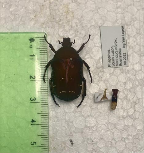 Protaetia sp.