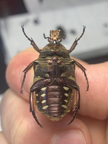 Protaetia sp.
