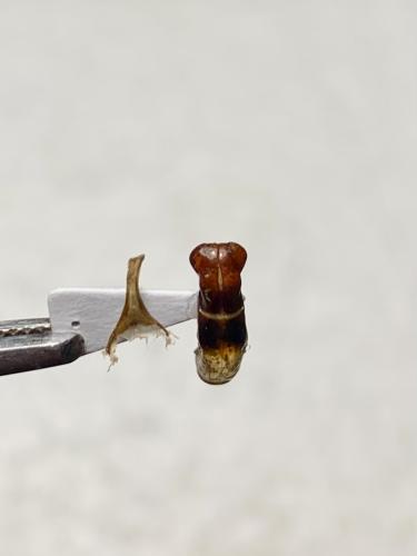 Protaetia sp.