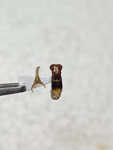Réf. 338 056 : Protaetia sp.