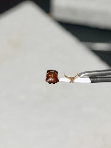 Protaetia sp.